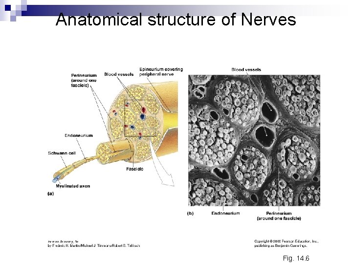 Anatomical structure of Nerves Fig. 14. 6 Anatomical structure of Nerves Fig. 14. 6