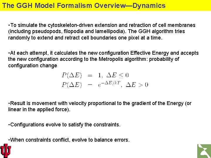 The GGH Model Formalism Overview—Dynamics • To simulate the cytoskeleton-driven extension and retraction of