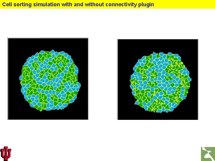 Cell sorting simulation with and without connectivity plugin 