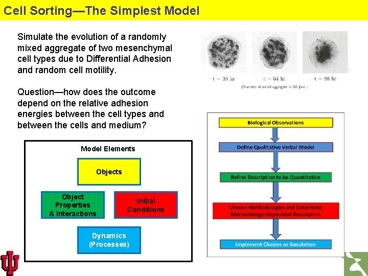 Cell Sorting—The Simplest Model Simulate the evolution of a randomly mixed aggregate of two