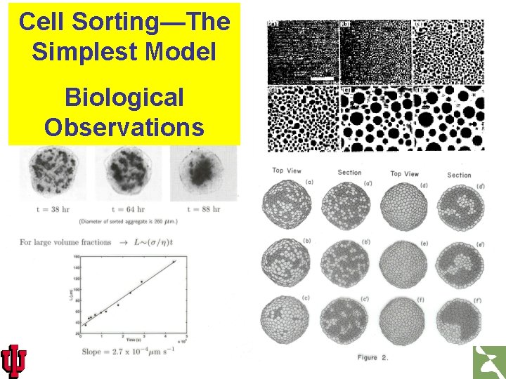 Cell Sorting—The Simplest Model Biological Observations 