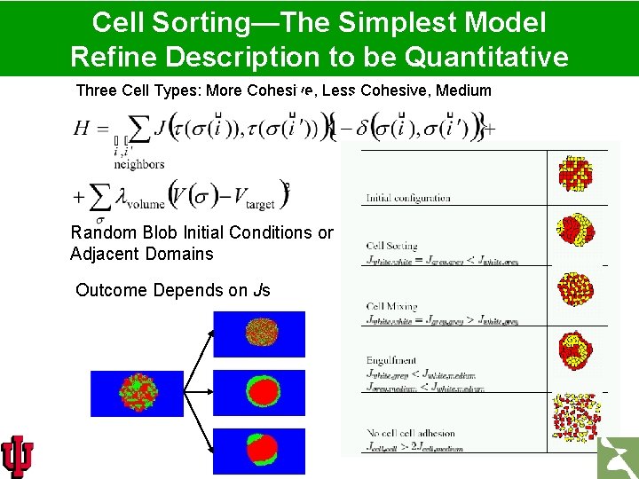 Cell Sorting—The Simplest Model Refine Description to be Quantitative Three Cell Types: More Cohesive,