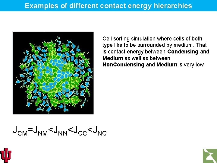 Examples of different contact energy hierarchies Cell sorting simulation where cells of both type