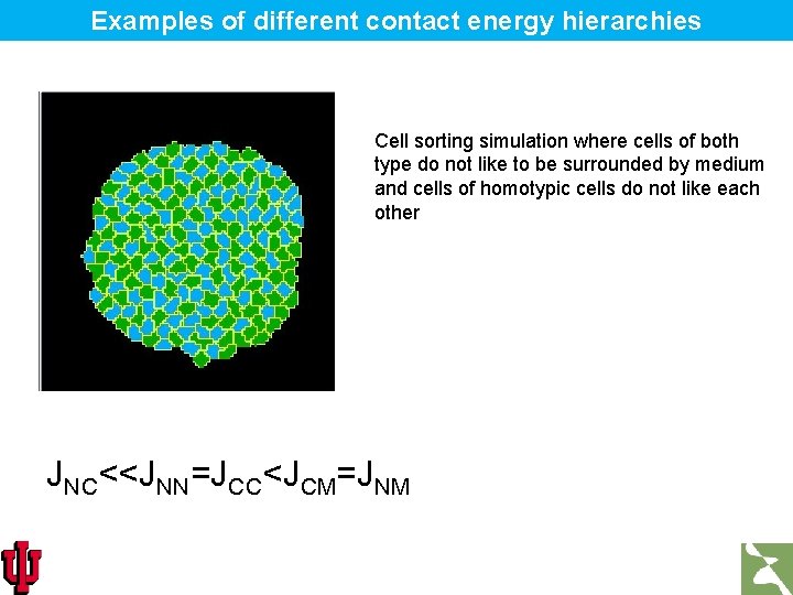 Examples of different contact energy hierarchies Cell sorting simulation where cells of both type