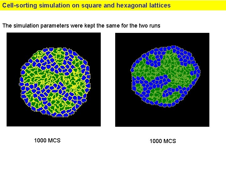 Cell-sorting simulation on square and hexagonal lattices The simulation parameters were kept the same