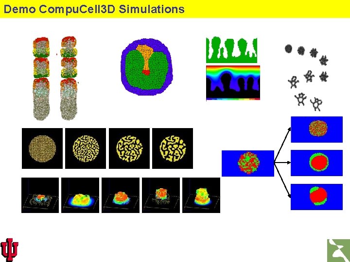 Demo Compu. Cell 3 D Simulations 