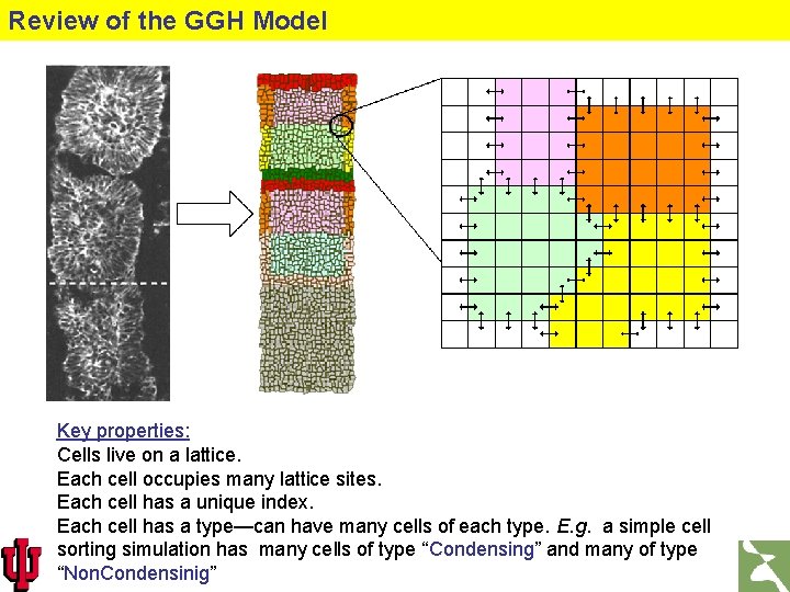 Review of the GGH Model Key properties: Cells live on a lattice. Each cell