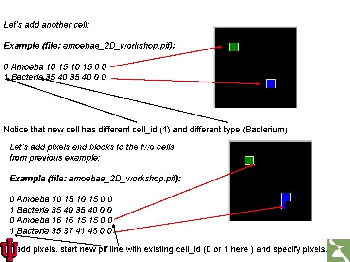 Let’s add another cell: Example (file: amoebae_2 D_workshop. pif): 0 Amoeba 10 15 0