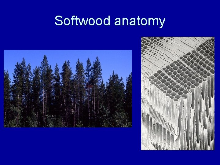 Softwood anatomy 