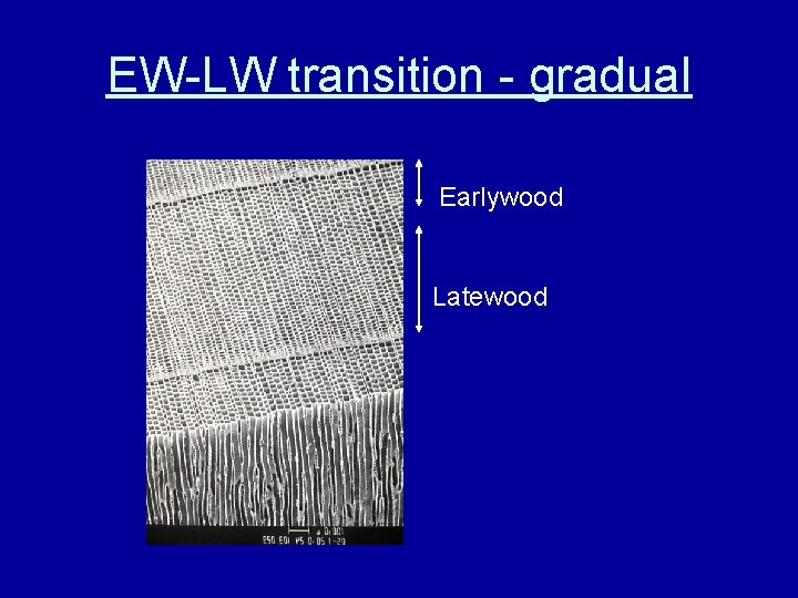 EW-LW transition - gradual Earlywood Latewood 