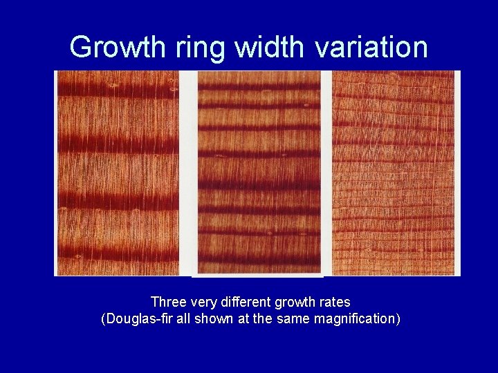 Growth ring width variation Three very different growth rates (Douglas-fir all shown at the