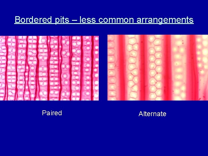 Bordered pits – less common arrangements Paired Alternate 