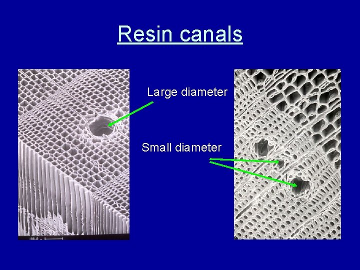 Resin canals Large diameter Small diameter 