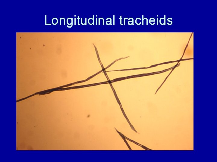 Longitudinal tracheids 