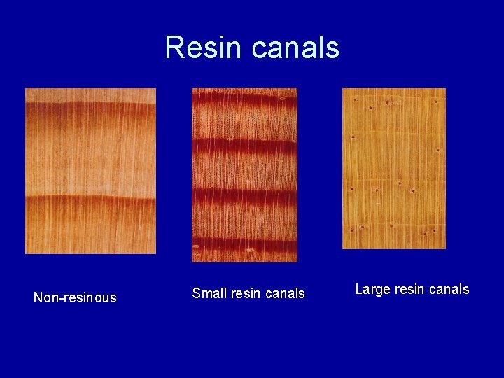 Resin canals Non-resinous Small resin canals Large resin canals 