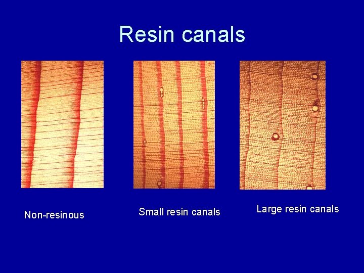 Resin canals Non-resinous Small resin canals Large resin canals 