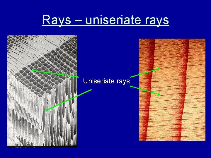 Rays – uniseriate rays Uniseriate rays 