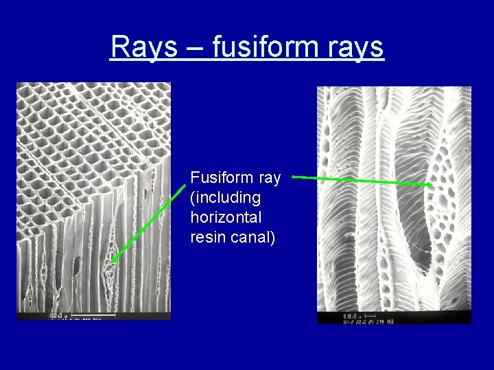 Rays – fusiform rays Fusiform ray (including horizontal resin canal) 