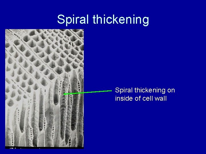 Spiral thickening on inside of cell wall 