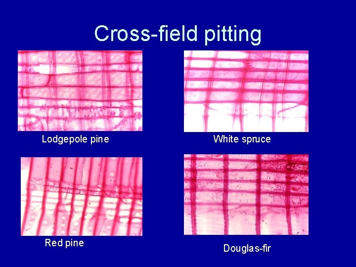 Cross-field pitting Lodgepole pine Red pine White spruce Douglas-fir 