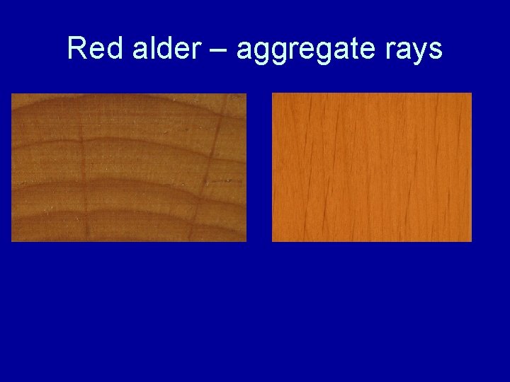 Red alder – aggregate rays 