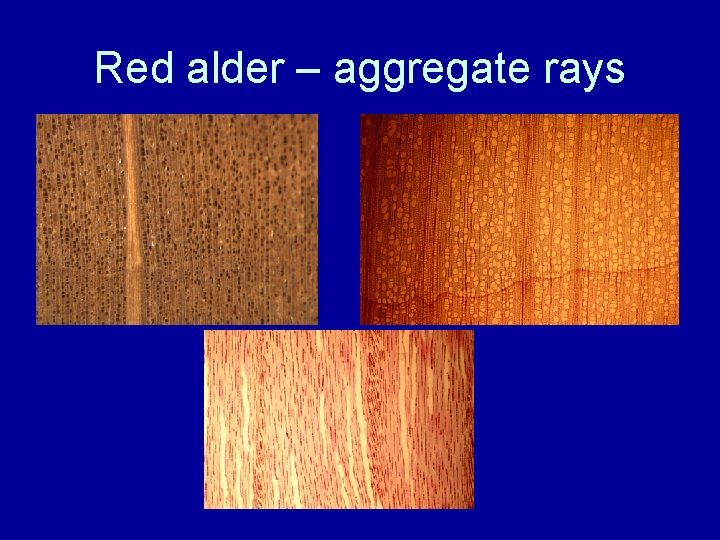 Red alder – aggregate rays 