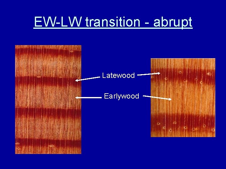 EW-LW transition - abrupt Latewood Earlywood 