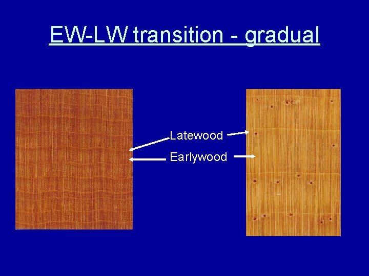 EW-LW transition - gradual Latewood Earlywood 