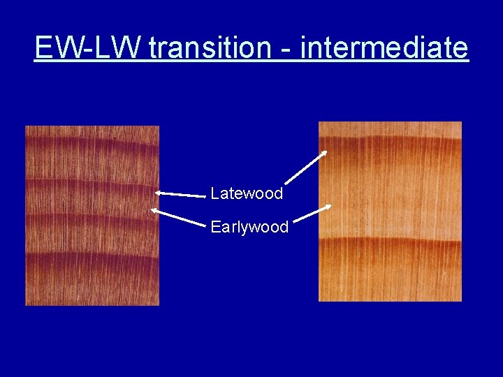 EW-LW transition - intermediate Latewood Earlywood 
