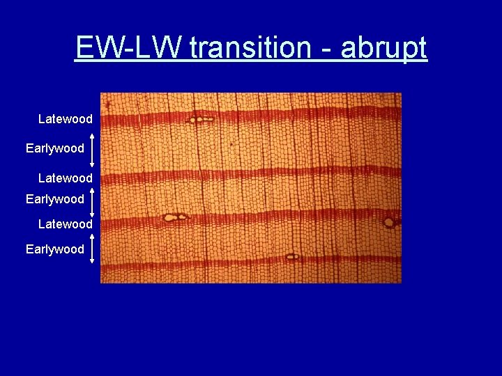 EW-LW transition - abrupt Latewood Earlywood 