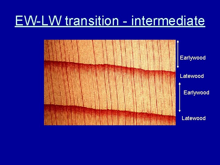 EW-LW transition - intermediate Earlywood Latewood 