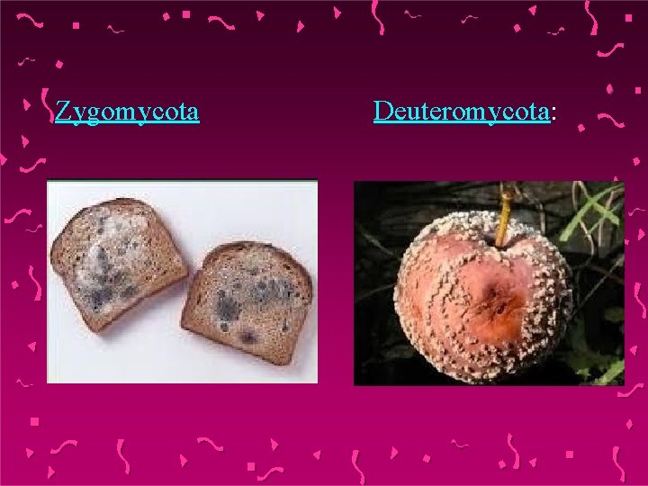 Zygomycota Deuteromycota: 