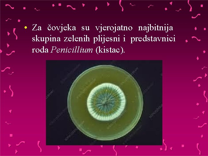  • Za čovjeka su vjerojatno najbitnija skupina zelenih plijesni i predstavnici roda Penicillium