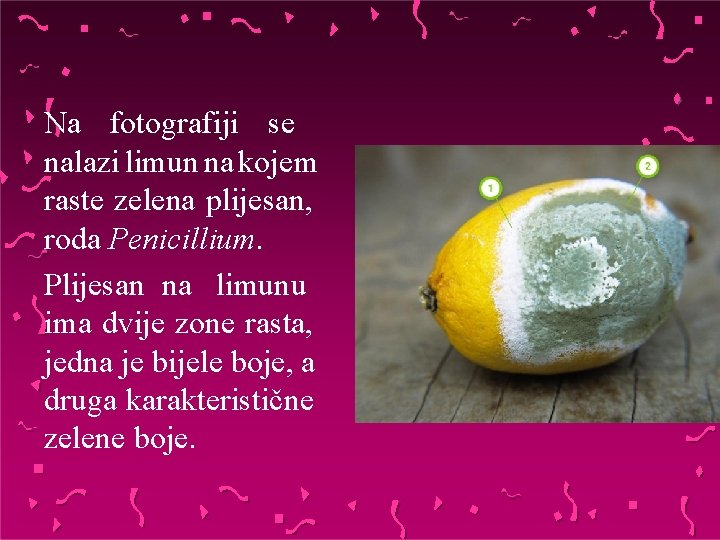 Na fotografiji se nalazi limun na kojem raste zelena plijesan, roda Penicillium. Plijesan na