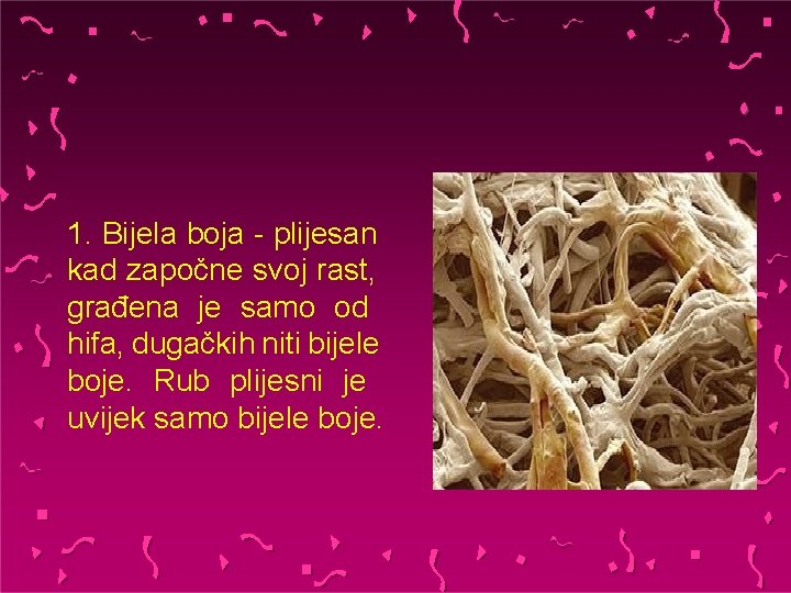 1. Bijela boja - plijesan kad započne svoj rast, građena je samo od hifa,
