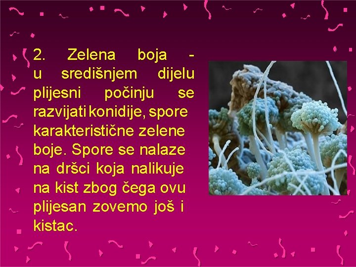 2. Zelena boja u središnjem dijelu plijesni počinju se razvijati konidije, spore karakteristične zelene