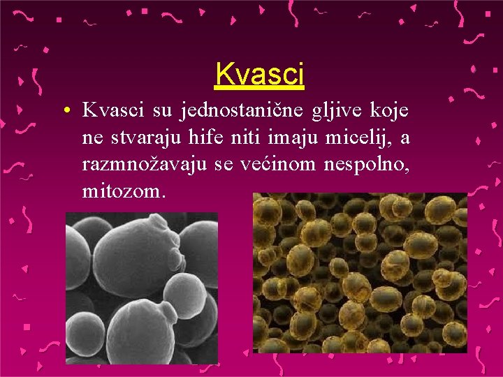 Kvasci • Kvasci su jednostanične gljive koje ne stvaraju hife niti imaju micelij, a