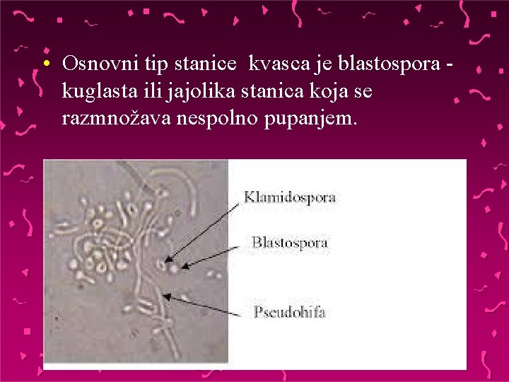  • Osnovni tip stanice kvasca je blastospora kuglasta ili jajolika stanica koja se