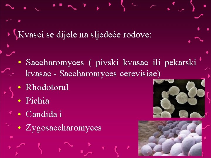 Kvasci se dijele na sljedeće rodove: • Saccharomyces ( pivski kvasac ili pekarski kvasac