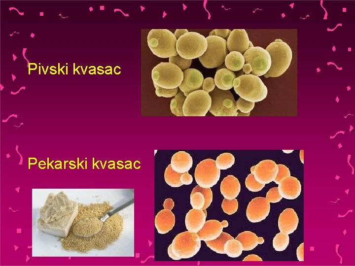 Pivski kvasac Pekarski kvasac 