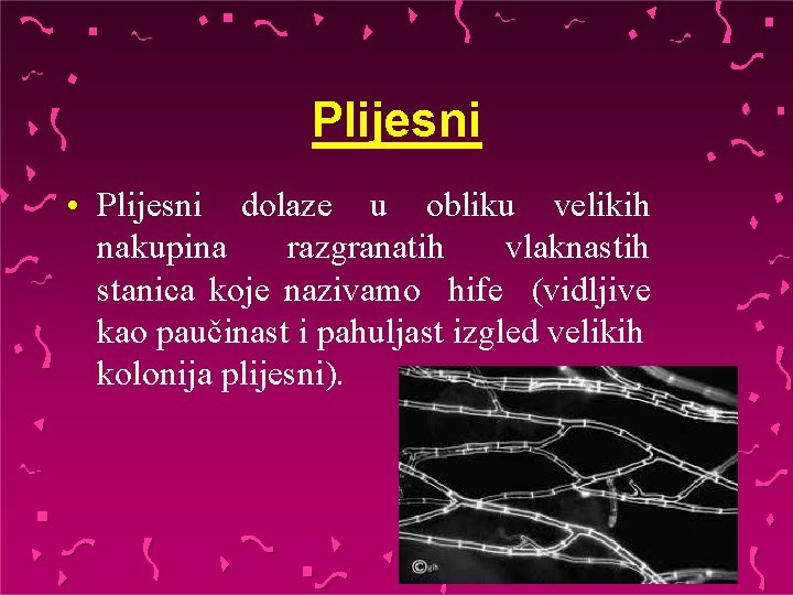 Plijesni • Plijesni dolaze u obliku velikih nakupina razgranatih vlaknastih stanica koje nazivamo hife