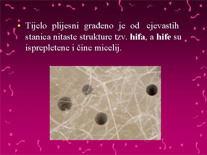  • Tijelo plijesni građeno je od cjevastih stanica nitaste strukture tzv. hifa, a