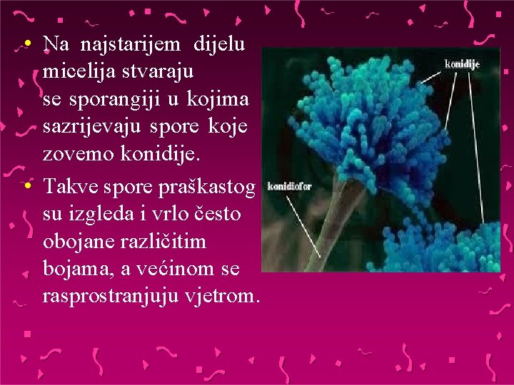  • Na najstarijem dijelu micelija stvaraju se sporangiji u kojima sazrijevaju spore koje