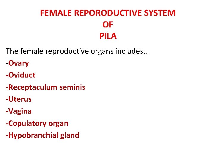 FEMALE REPORODUCTIVE SYSTEM OF PILA The female reproductive organs includes… -Ovary -Oviduct -Receptaculum seminis