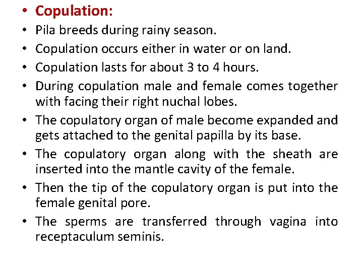 • Copulation: • • Pila breeds during rainy season. Copulation occurs either in
