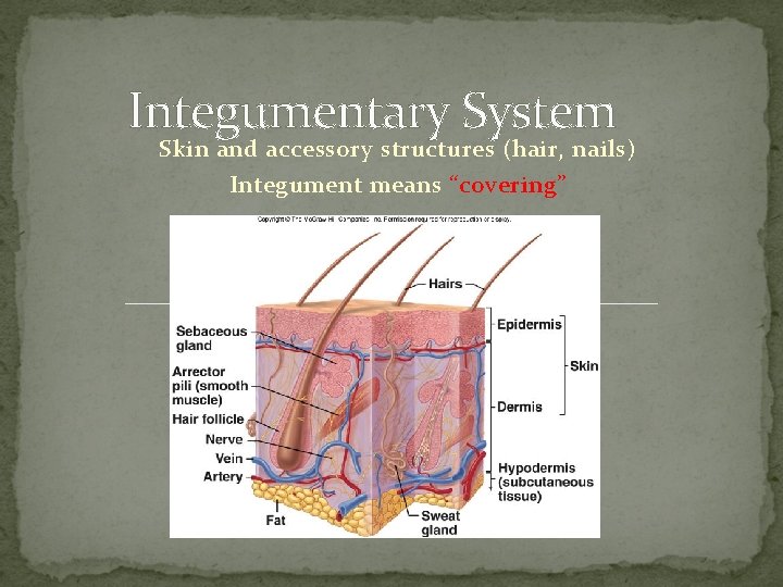 Integumentary System Skin and accessory structures (hair, nails) Integument means “covering” 