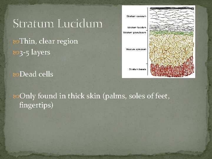 Stratum Lucidum Thin, clear region 3 -5 layers Dead cells Only found in thick