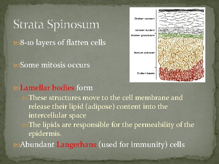 Strata Spinosum 8 -10 layers of flatten cells Some mitosis occurs Lamellar bodies form