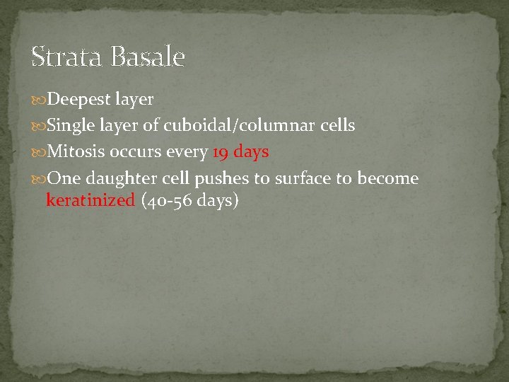 Strata Basale Deepest layer Single layer of cuboidal/columnar cells Mitosis occurs every 19 days