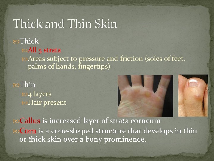 Thick and Thin Skin Thick All 5 strata Areas subject to pressure and friction